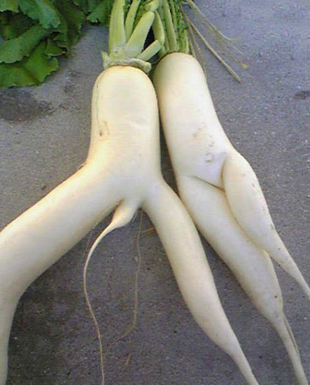 horny-vegetables.jpg