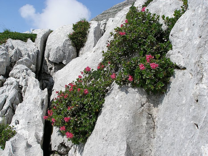 Almrauschblüte im Toten Gebirge