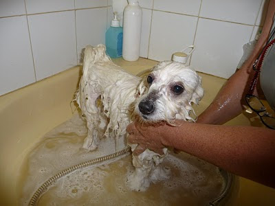 élevage chiots coton de tuléar LOF nantes La Baule vendee bretagne Paris éleveur de race coton de tuléar