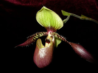 Paph. victoria-regina x lowii