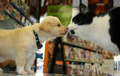 Puppy kissing kitty