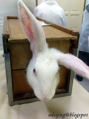 Inoculation and bleeding of the rabbit were conducted on the marginal 