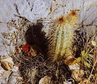 [cactos19jpg]