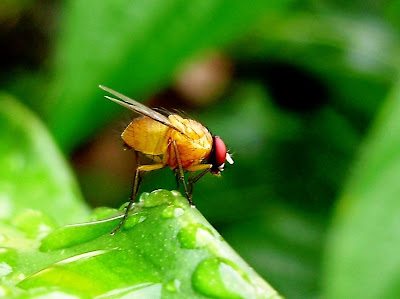 lalat+kuning+dan+embun+pagi.JPG