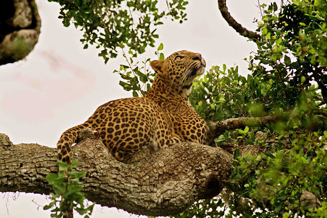 Leopard of Sri Lanka