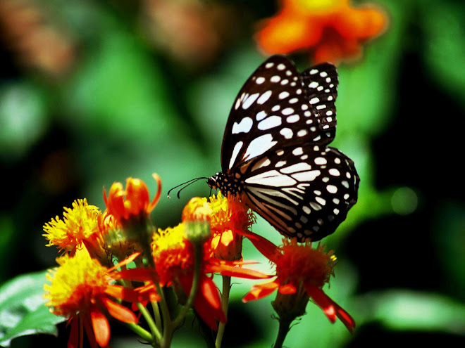 Butterflies of Sri lanka