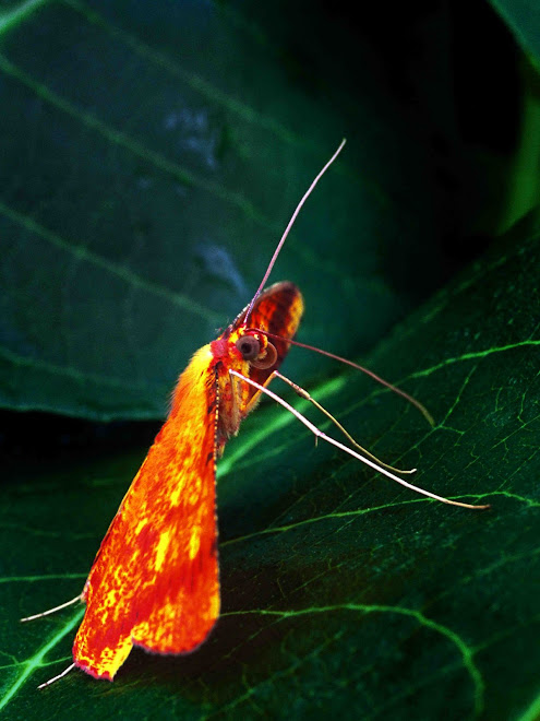 Butterflies of Sri lanka