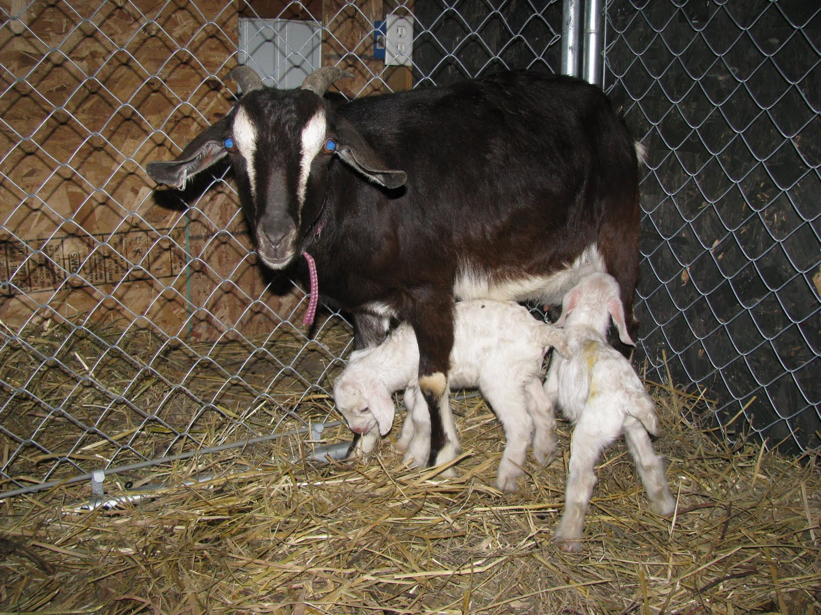 Angora Goat Baby