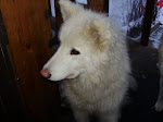I'm in love with this dog.