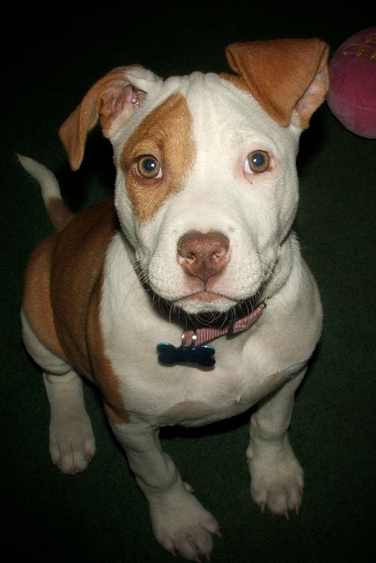 Pitbulls arent BAD!!!! THEYRE AMERICAS DOG THAT ARE REALLY SOCIAL ... Pitbulls arent BAD!!!! THEYRE AMERICAS DOG THAT ARE REALLY SOCIAL ...