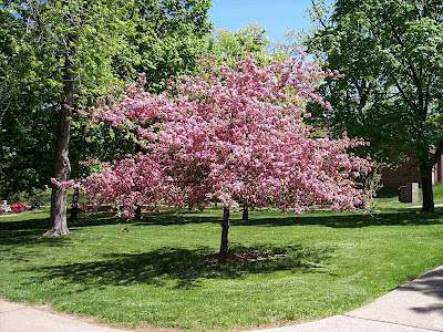 Arboretum,+Cherry+Tree.jpg