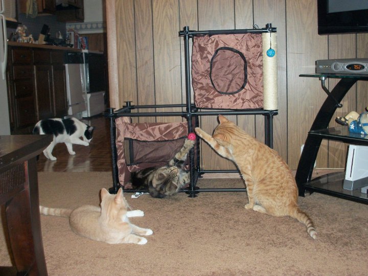 better know as Kitty City.