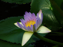 Purple Waterlily