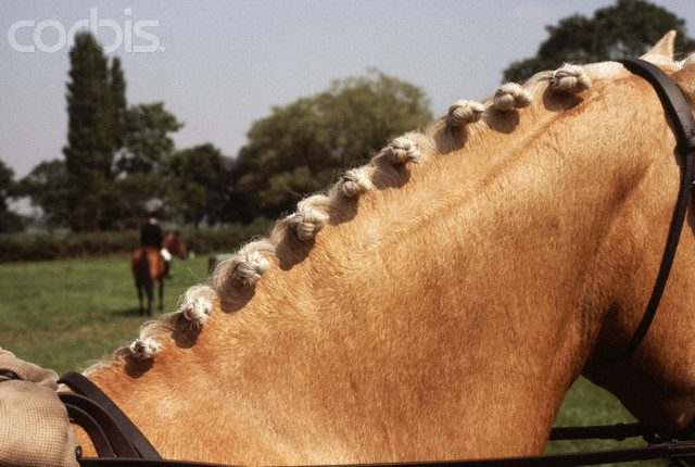Braids On Horses