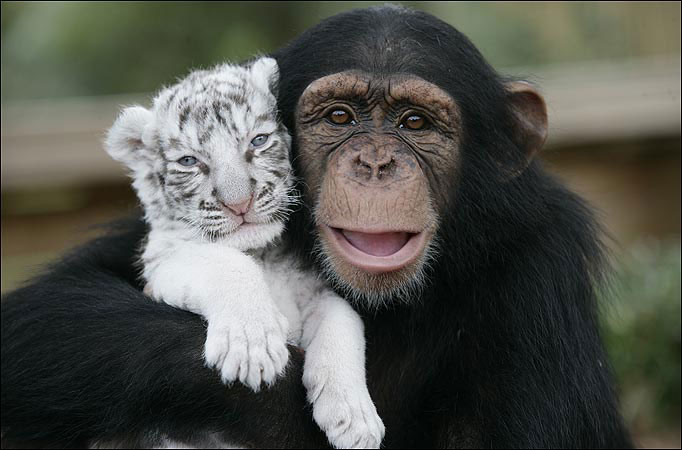 http://2.bp.blogspot.com/_yG2q07ZaG_k/TBDdnDVbz_I/AAAAAAAAAE8/IMBfXiJrjEU/s1600/chimpanzee-and-tiger-best-friends.jpg