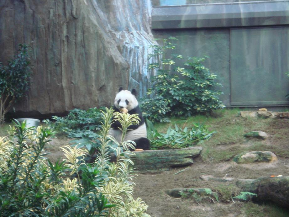 [panda.JPG]