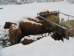 las novillas en la nevada de diciembre