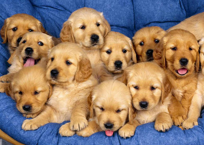 golden-retriever-puppies.jpg