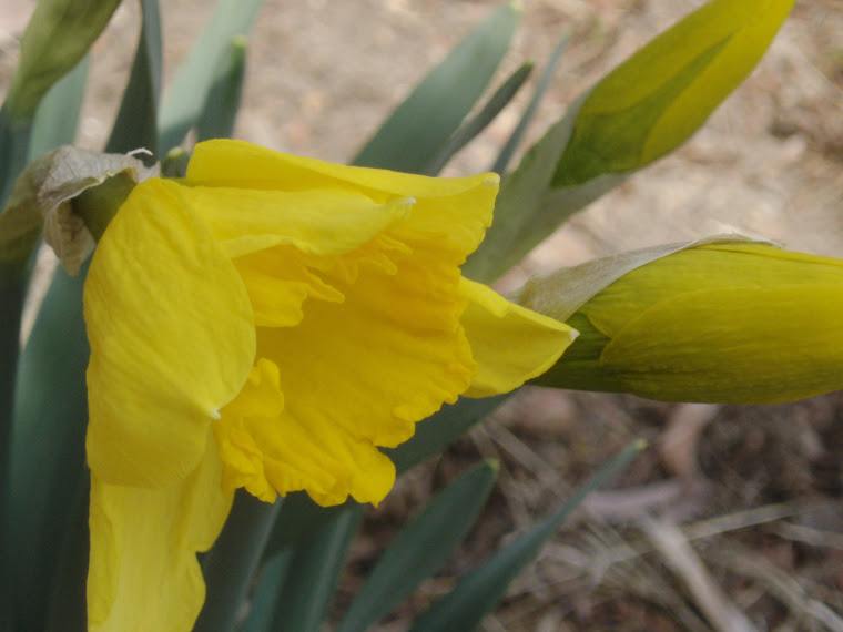 Daffodils