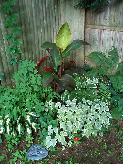 Canna Plant added this year