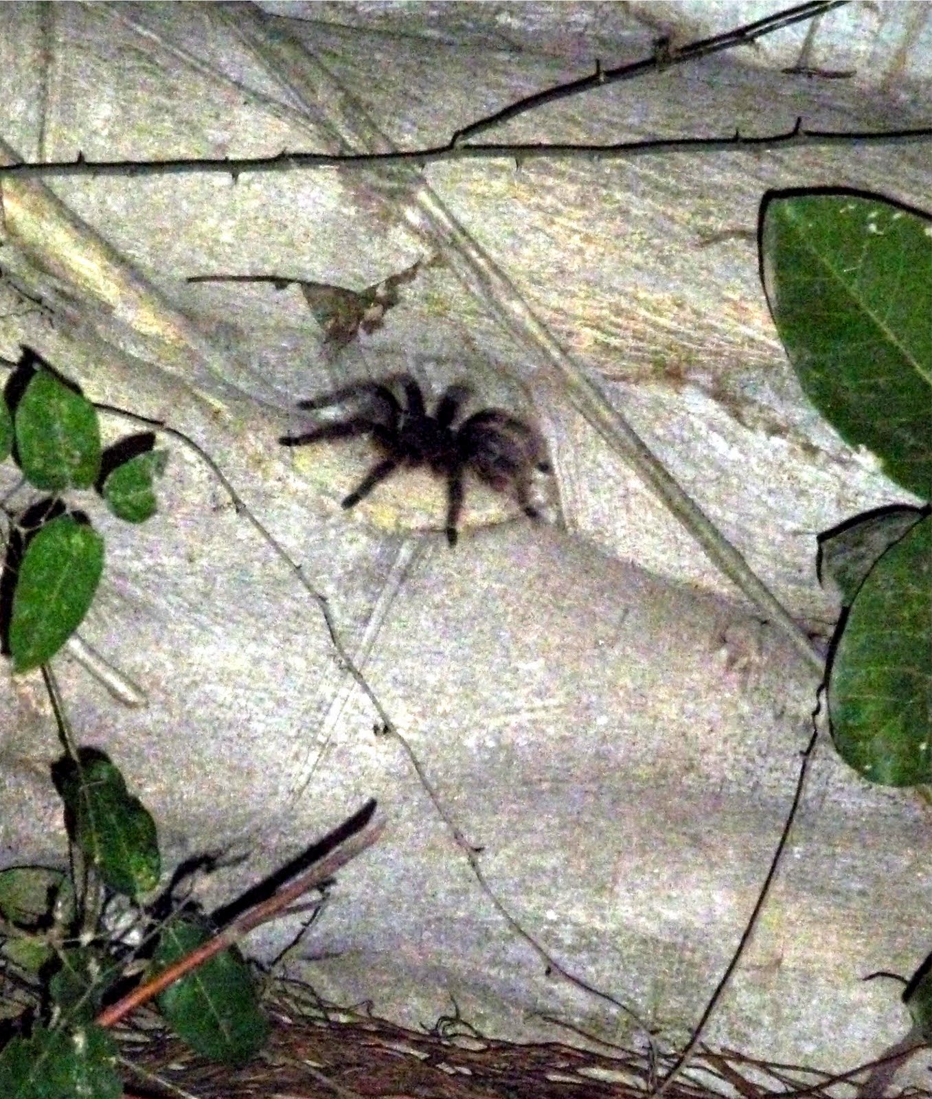 Chilean Violet Tarantula