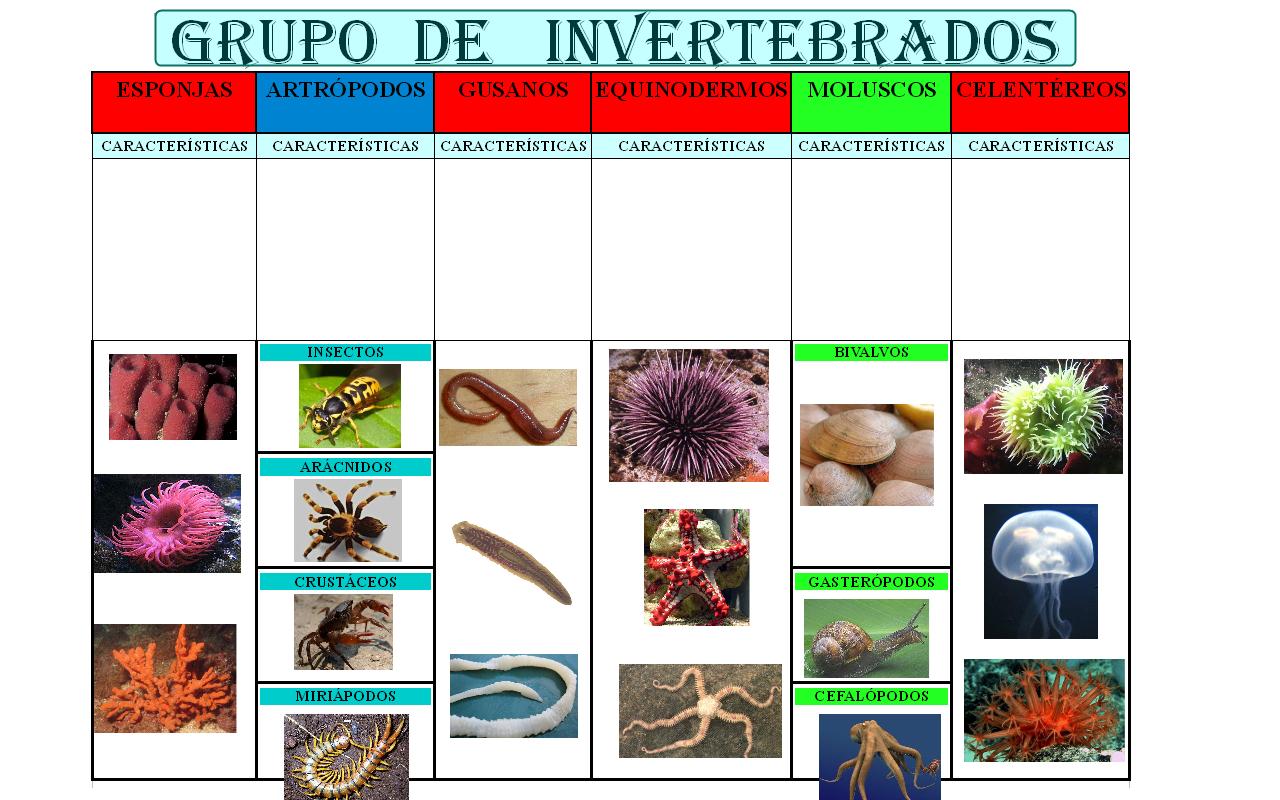 PABLO Educación Física: Los Animales Invertebrados, 5º curso.