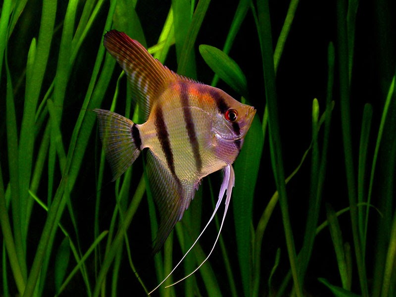 ANGELFISH: Freshwater Angelfish