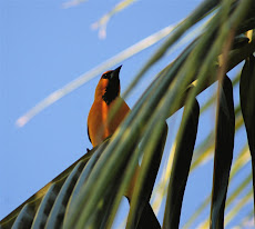 Altamira Oriole