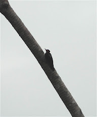 Lineated Woodpecker