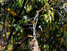 Montezuma Oropendola