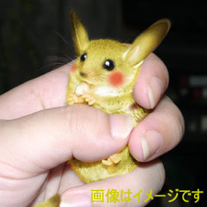 http://2.bp.blogspot.com/_yNBEmr8Zzzs/SWQ-o39g-aI/AAAAAAAAAX8/2-cUnbM2ApQ/s400/pikachu.jpg