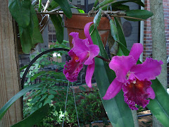 Some of my favorite orchids . .