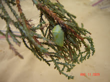Pupa Discovery