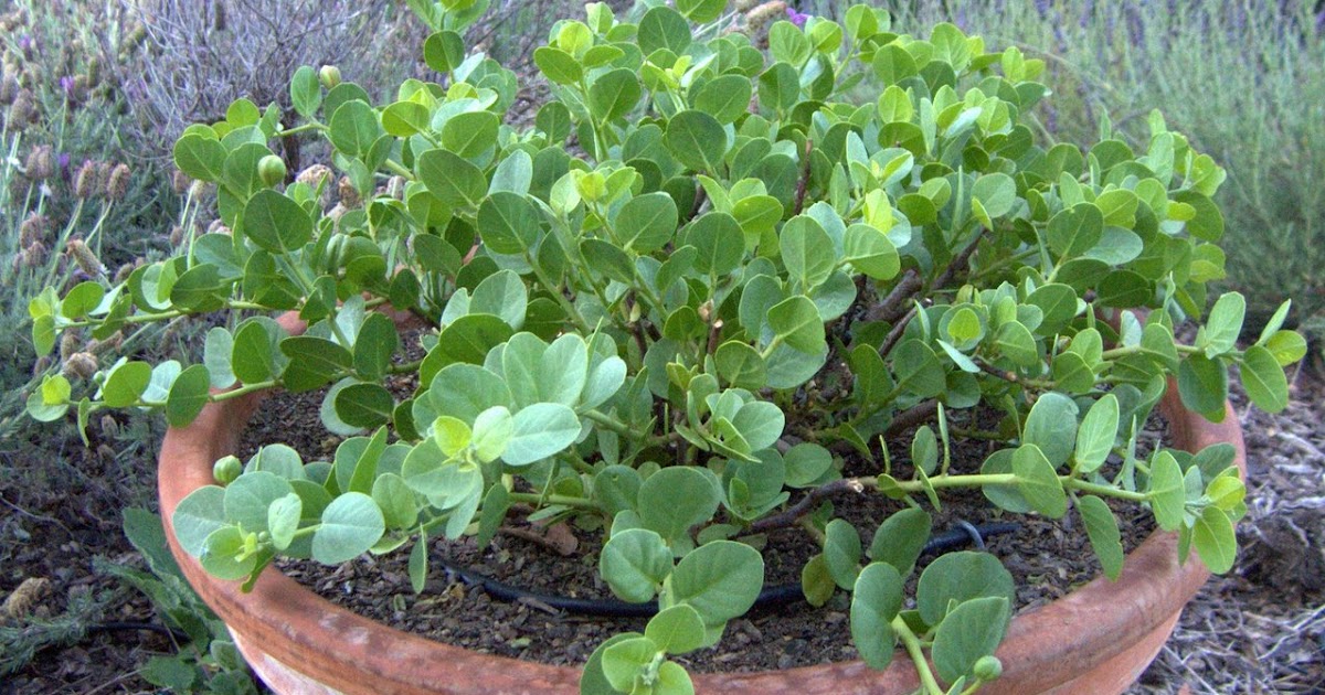 From Seed To Table Capers in Pots (Mostly)