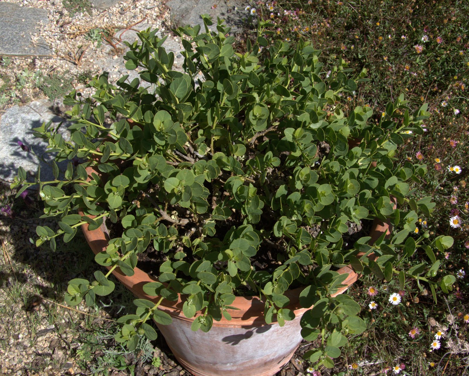 From Seed To Table My Caper Obsession