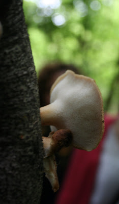 A dryad mushroom