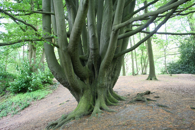 tree in Hampstead Heath