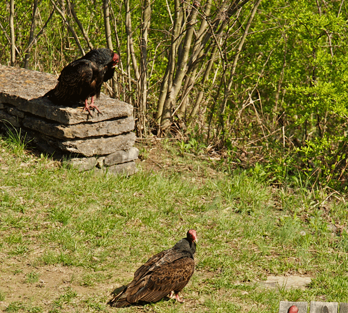 Albums 105+ Pictures Why Do Vultures Sit With Their Wings Open Completed