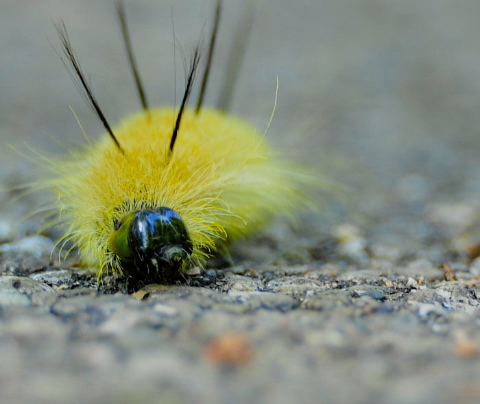 yellow black and white caterpillar. bright yellow and lack