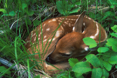 Fawn_killed_by_old_lady_with_shovel_death_Bambi_picture