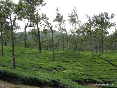 Munnar Sightseeing Places