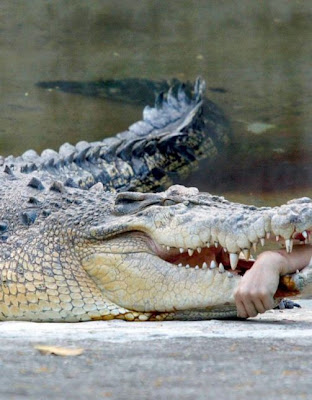 Kaohsiung municipal zoo Crocodile veterinarian Kaohsiung municipal zoo Crocodile veterinarian