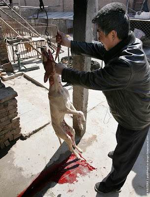 China Dog market