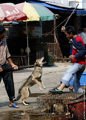 china_dog_market_08.jpg