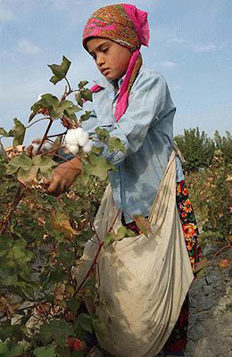 Photos Сotton-picking Photos Сotton-picking