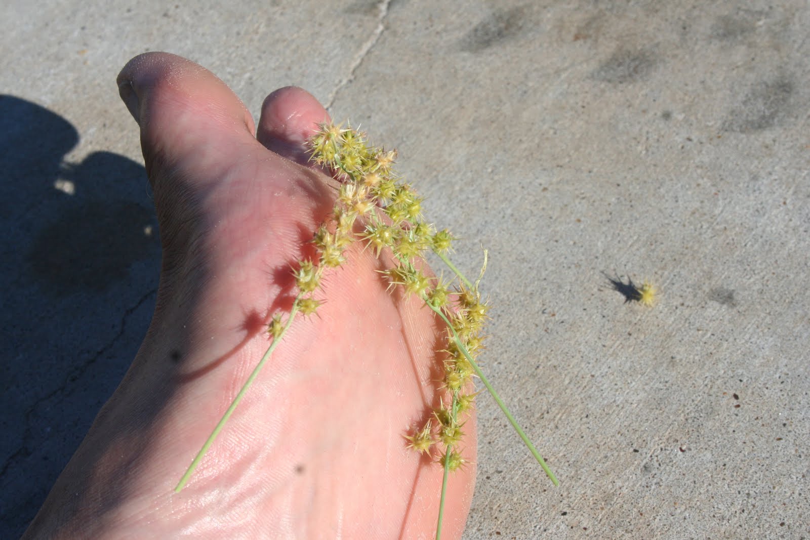 NativeRave Blog of Sand Bur Whine