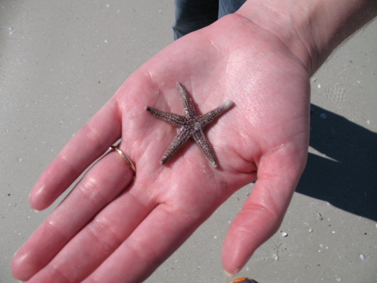 [tiny+starfish.JPG]