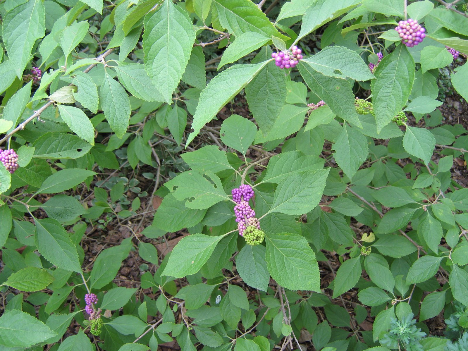 [Calicarpa+fruit.jpg]