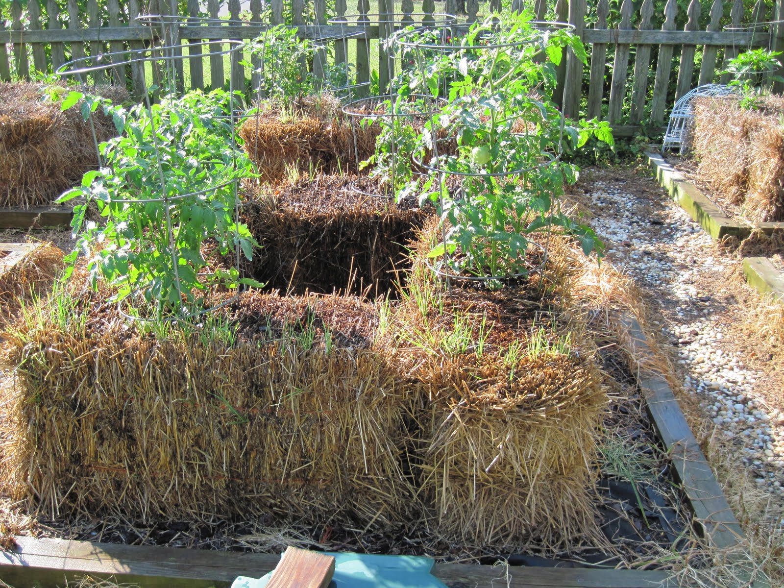 strawbale+toms.jpg