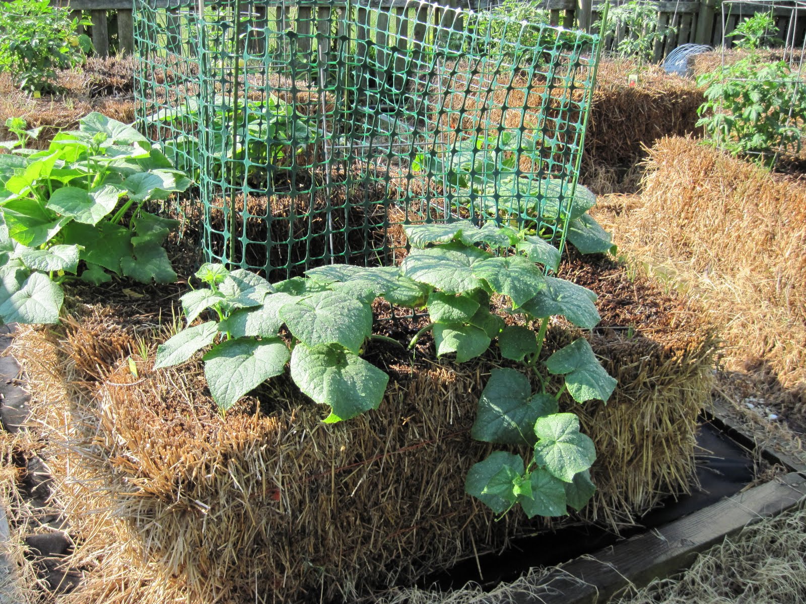 winter straw bale gardening